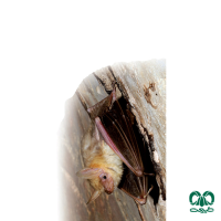 گونه خفاش گوش موشی کوچک Lesser Mouse-eared Myotis 